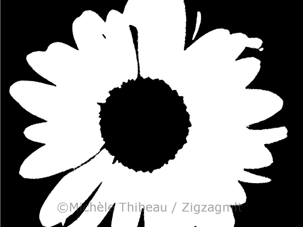 The outline of the daisy, a black and white cutout, accentuates the curve of the petals and the middle.